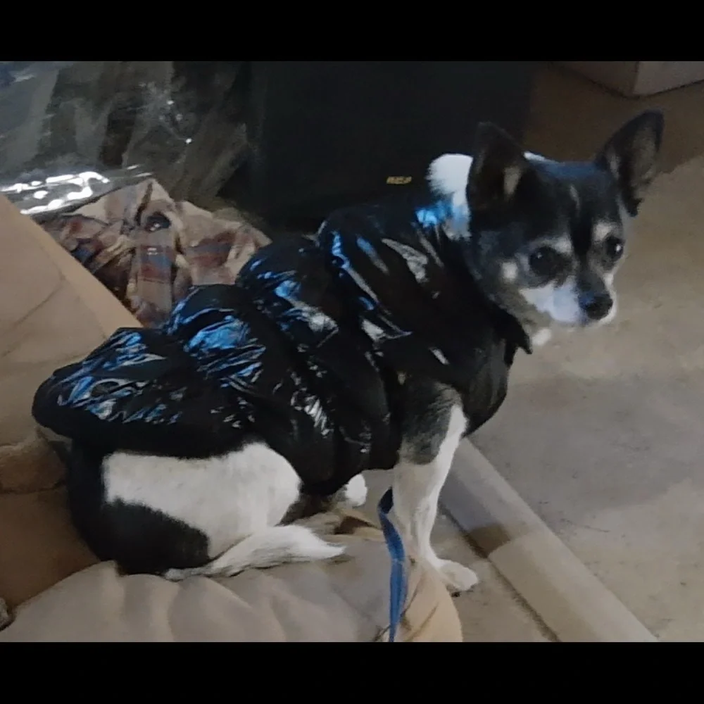 Black XXL Dog Jacket | Warm Winter Coat | Adjustable Pet Vest | New